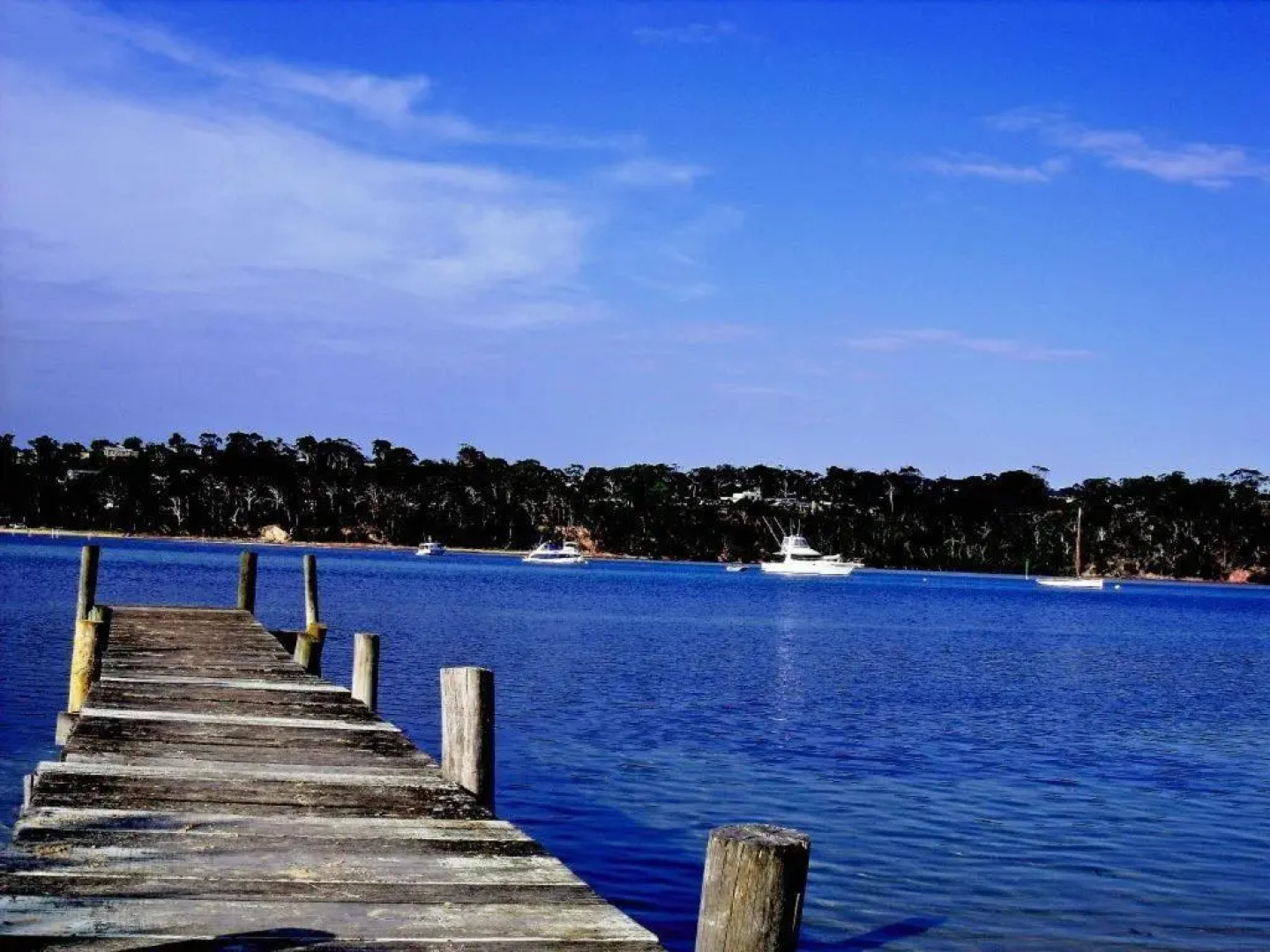 Beachcomber Pet Friendly