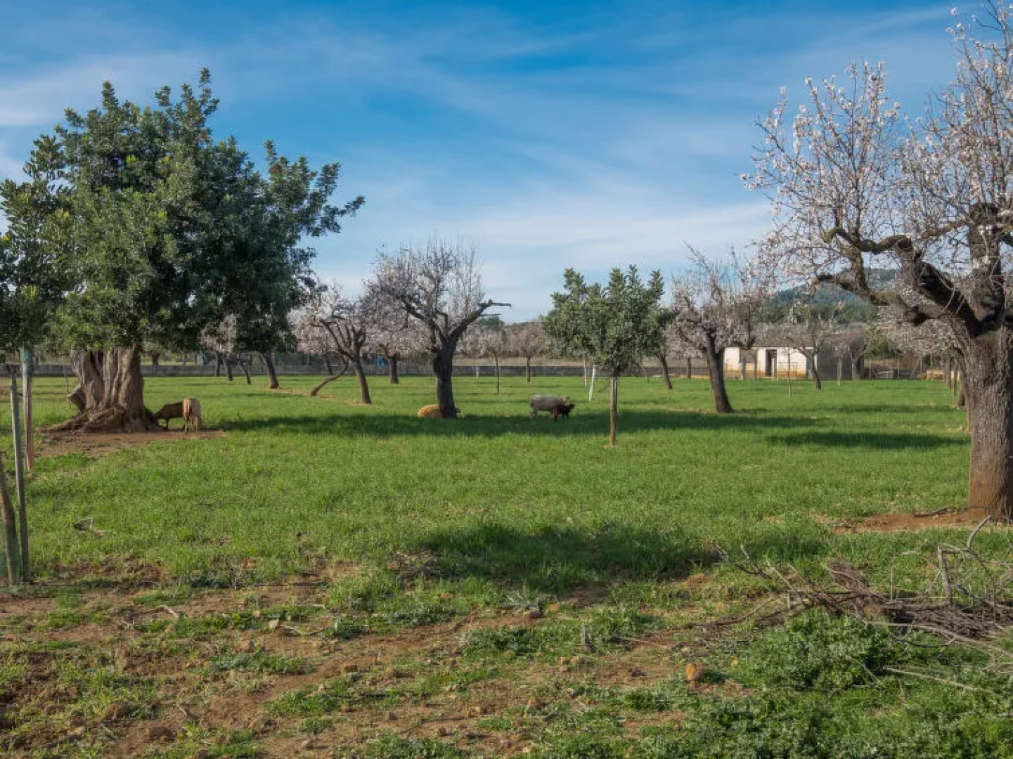 Holiday Home Can Toni i Monica