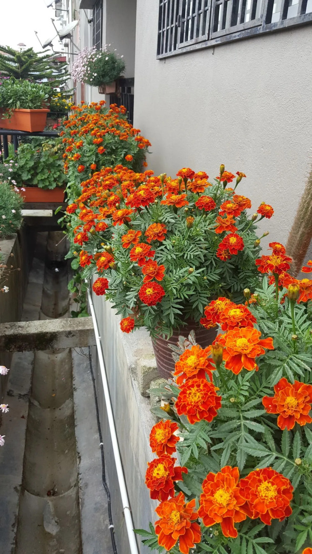 KPW at Royal Lily Apartment