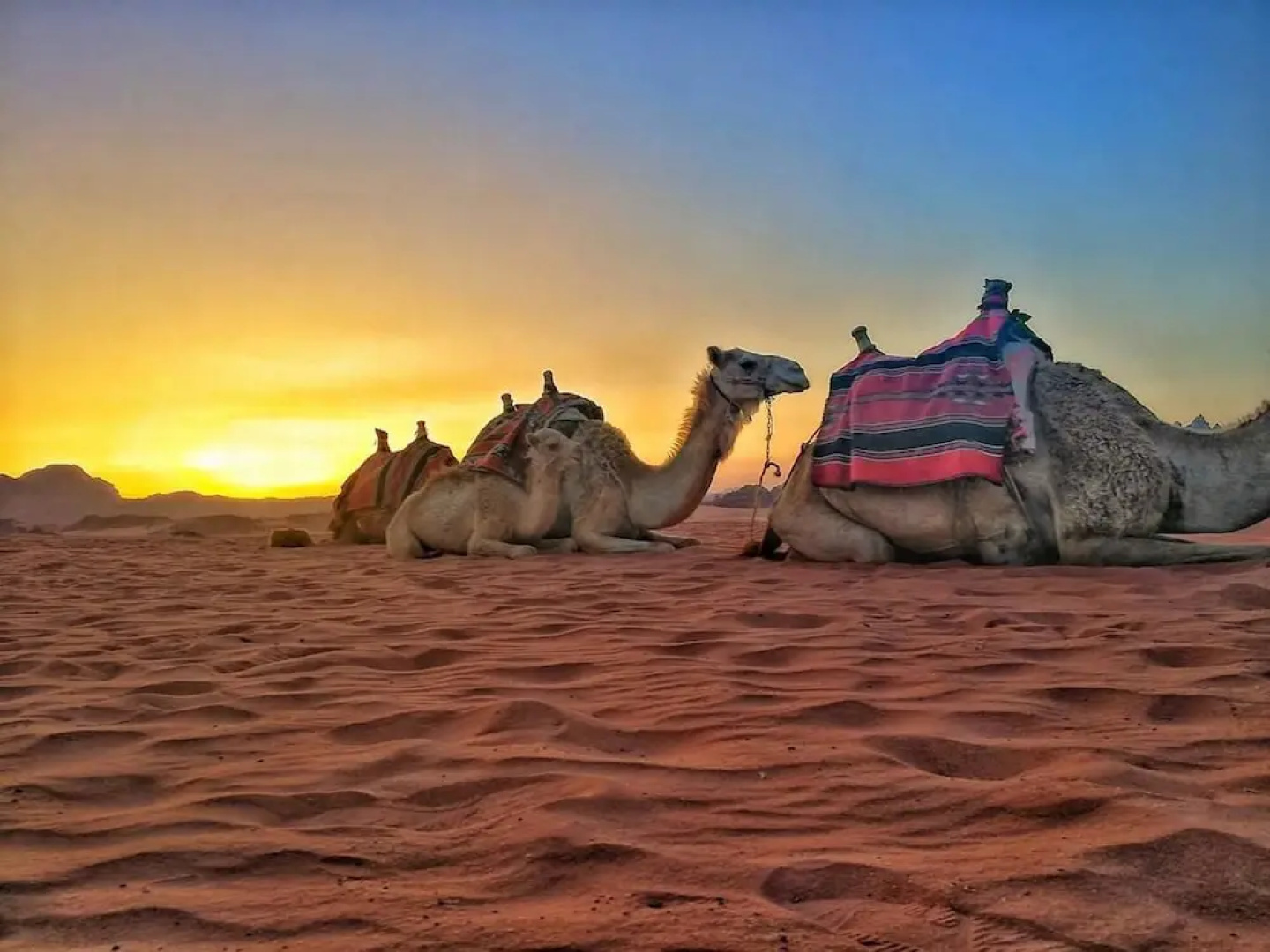 Bedouin habits tours camp