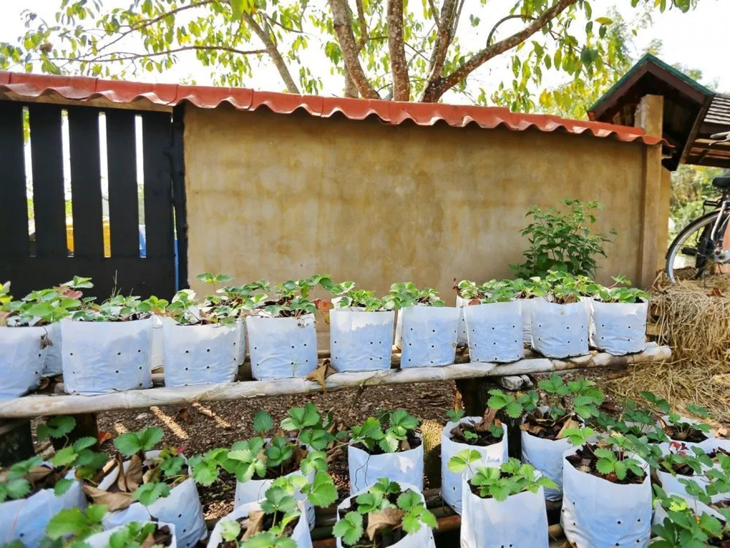 NIDA Rooms Vieng Tha Kan 1112 Garden