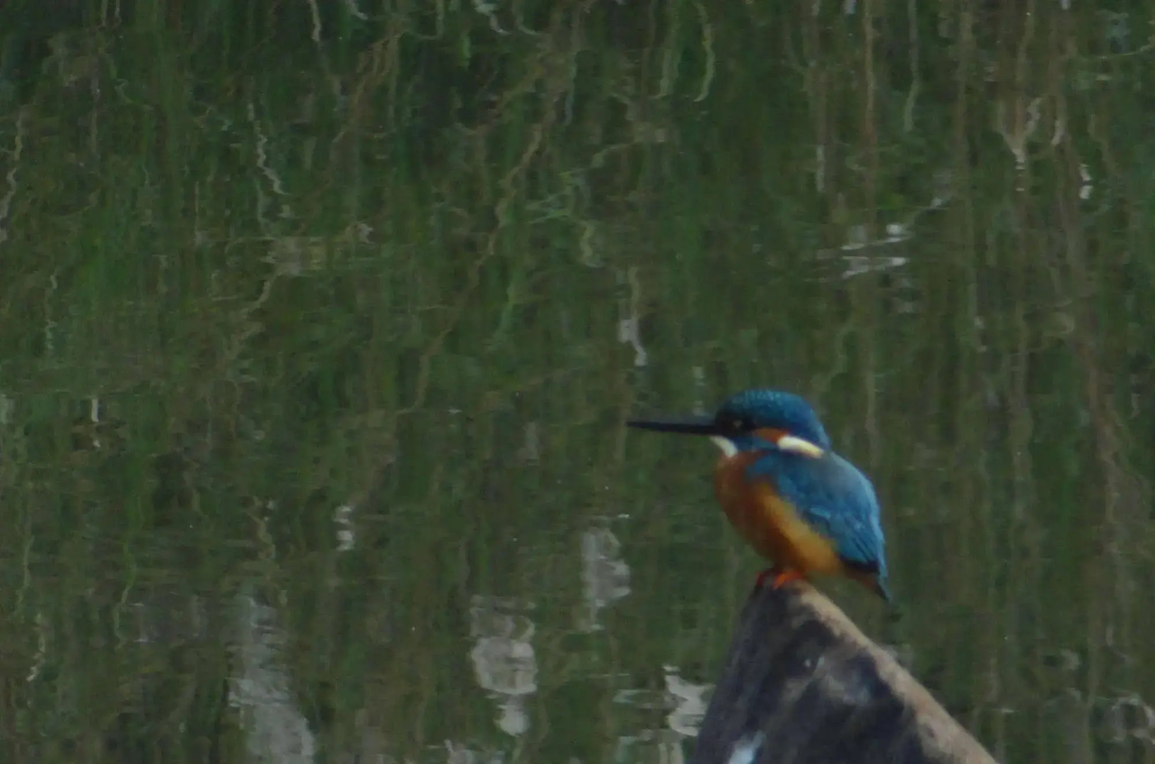 Windsor Tiger Resort