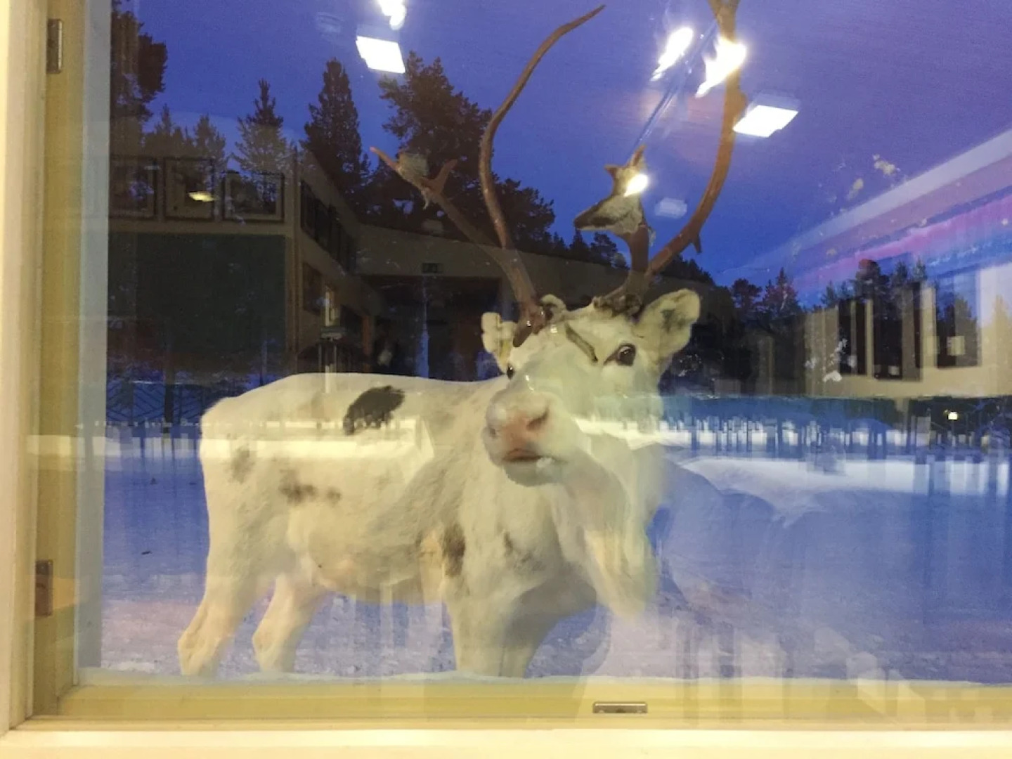 Porotila Toini Sanila