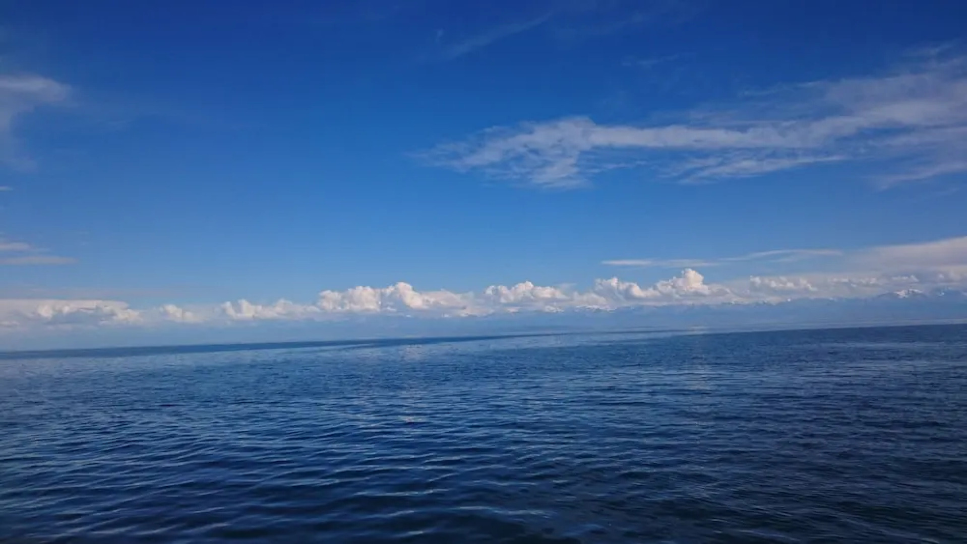 Family club Royal appricot