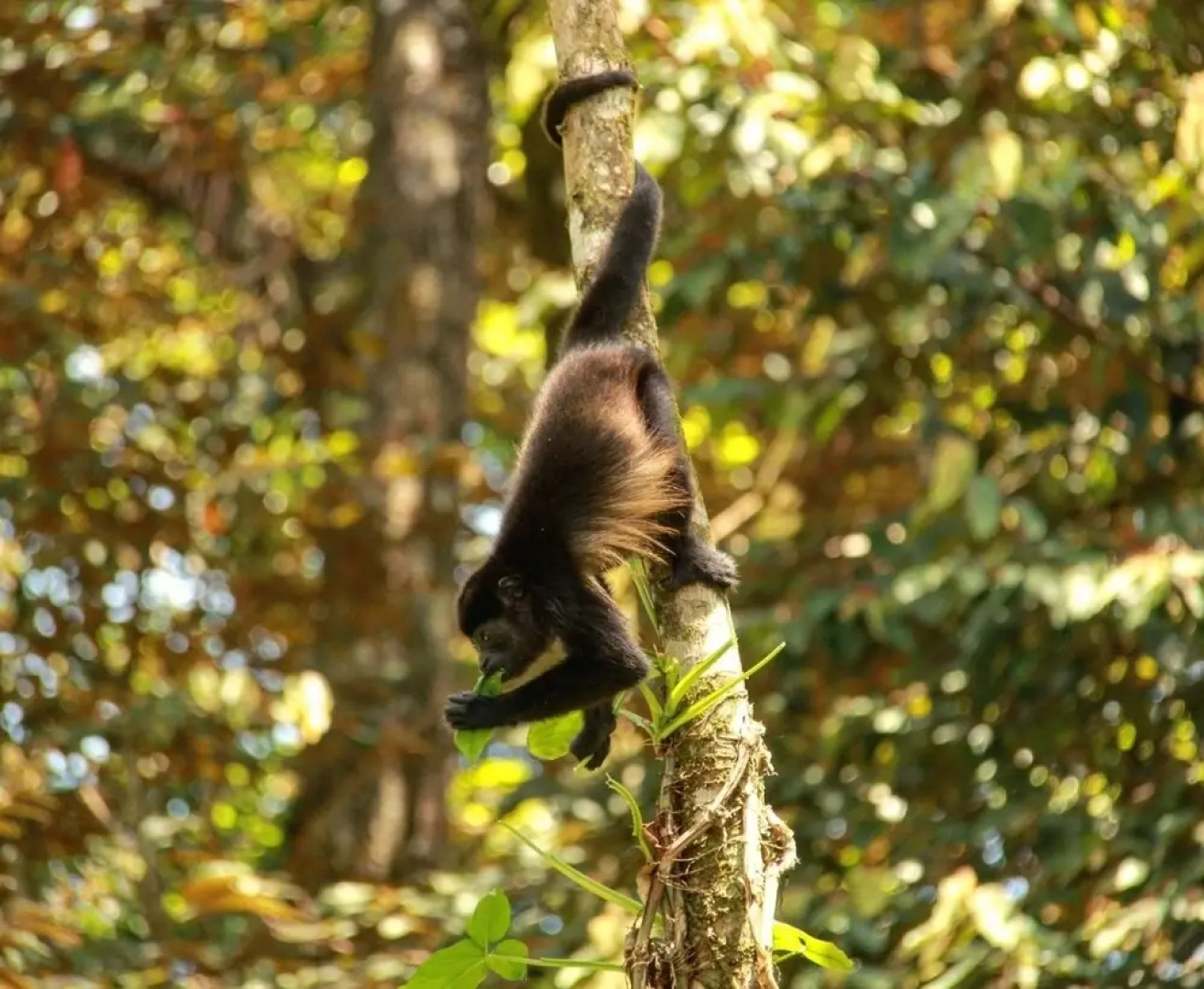 Surf Break at Paunch
