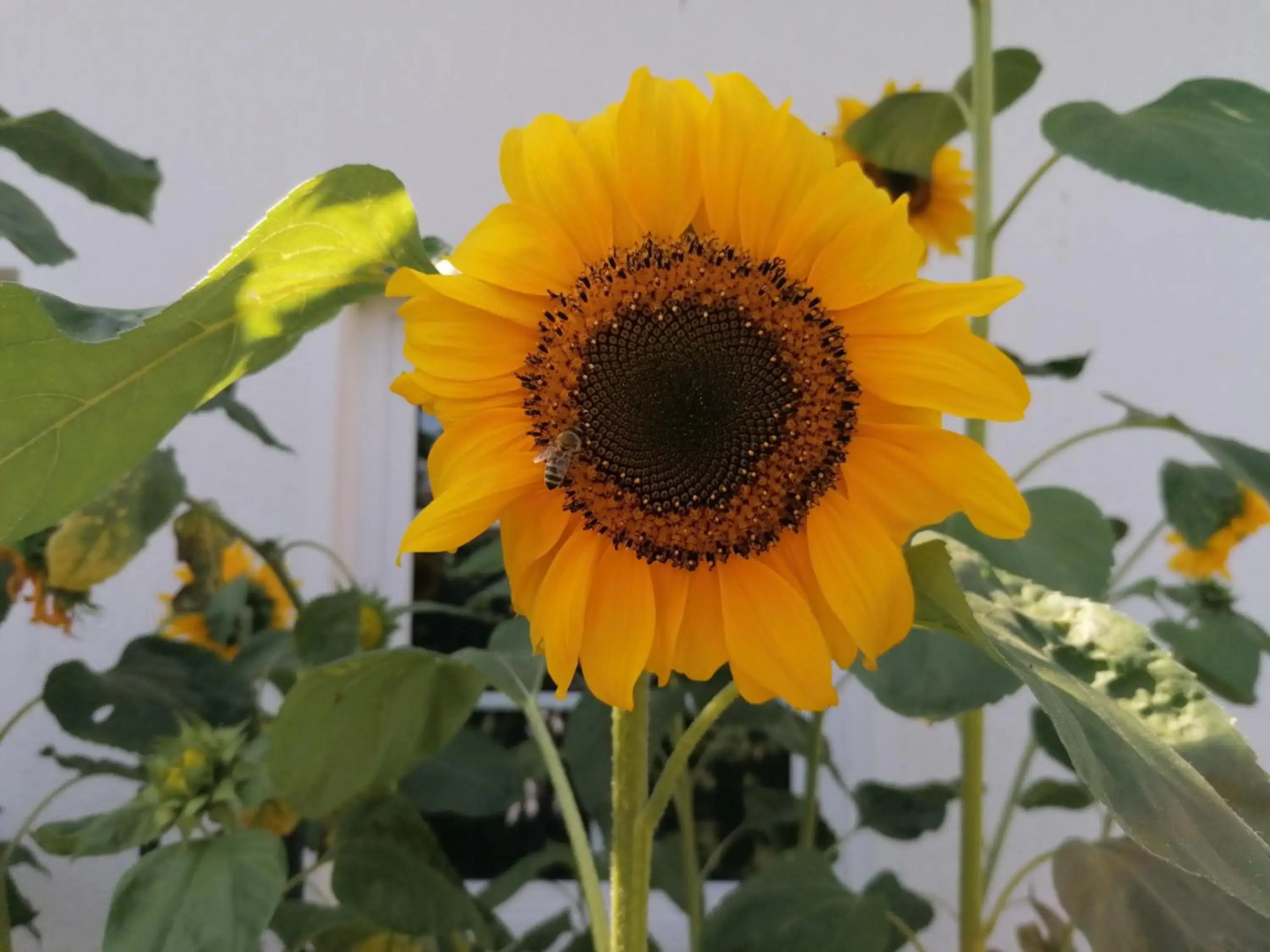 Pension Haus Anneliese