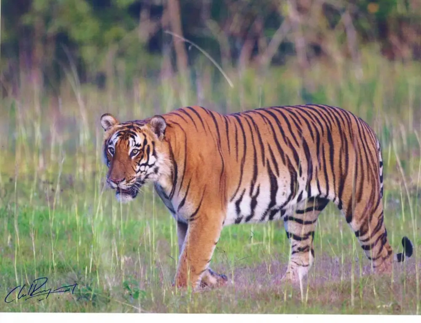 The Windflower Jungle Resorts and Spa