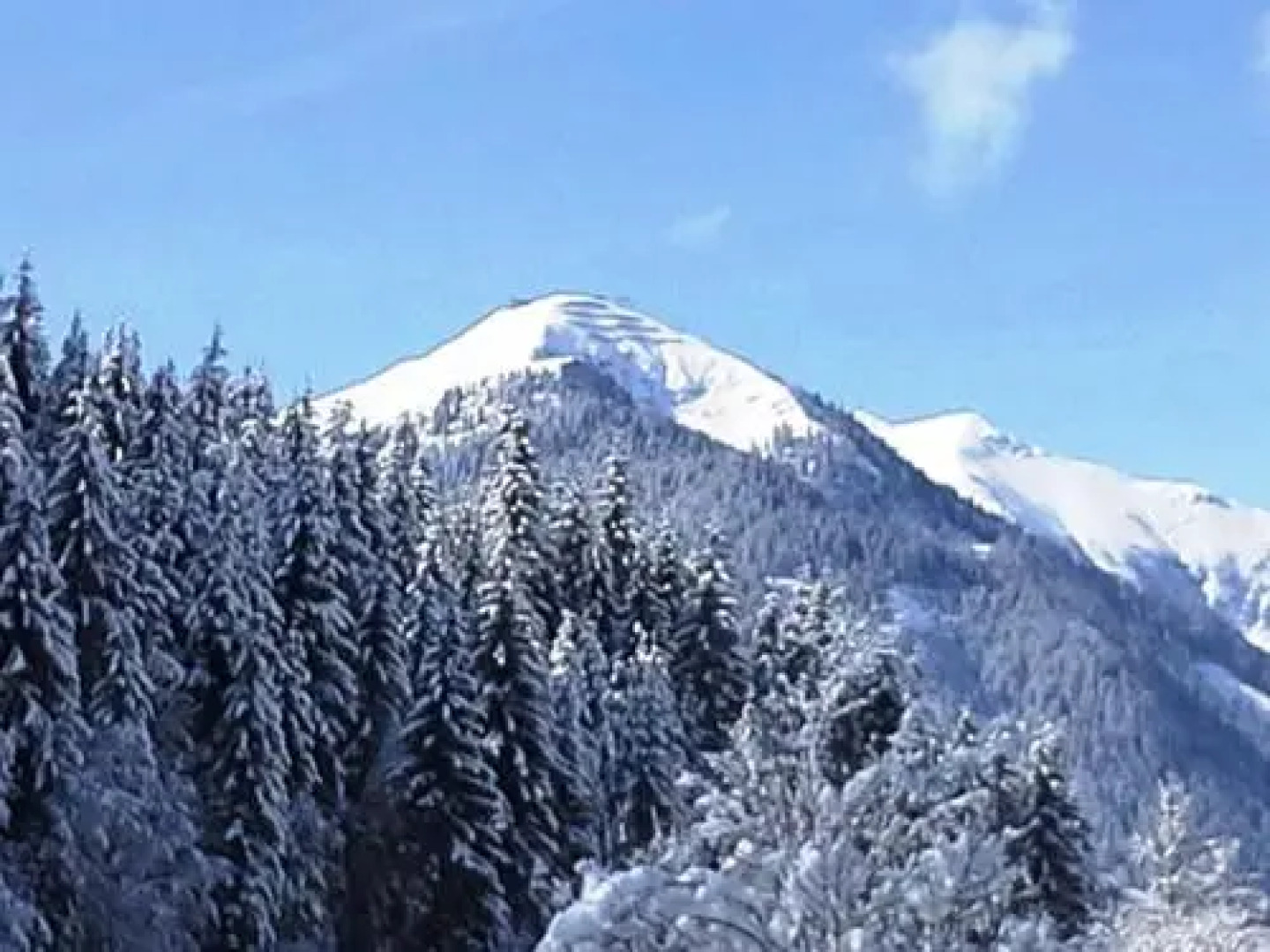 Pension Salzburgerhof