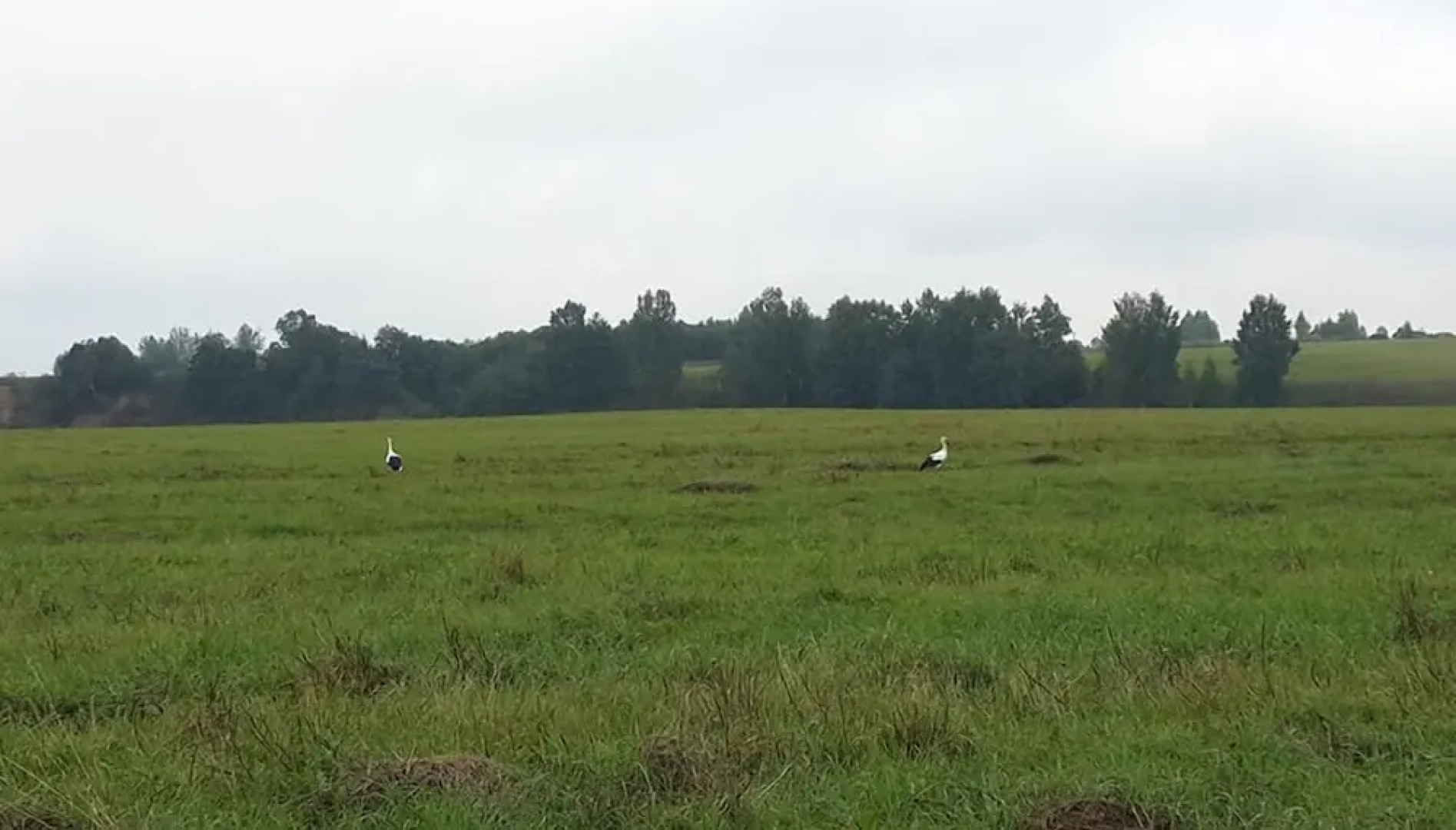 Yacht-Club Medvedica