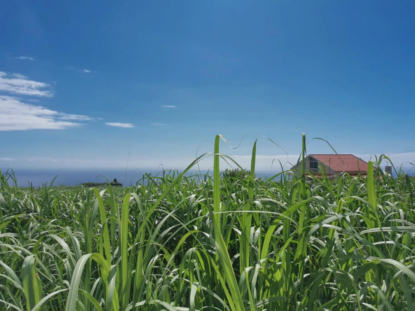 Canhas Residence I by Homie