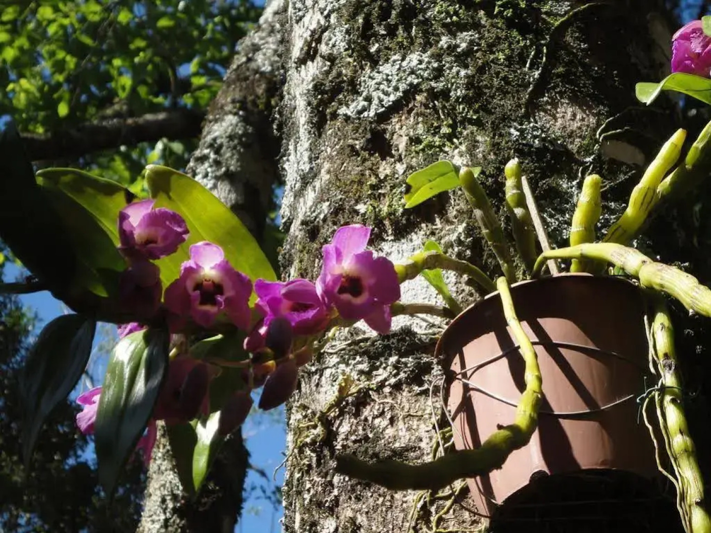 Pousada Maibe Amanhecer na Serra