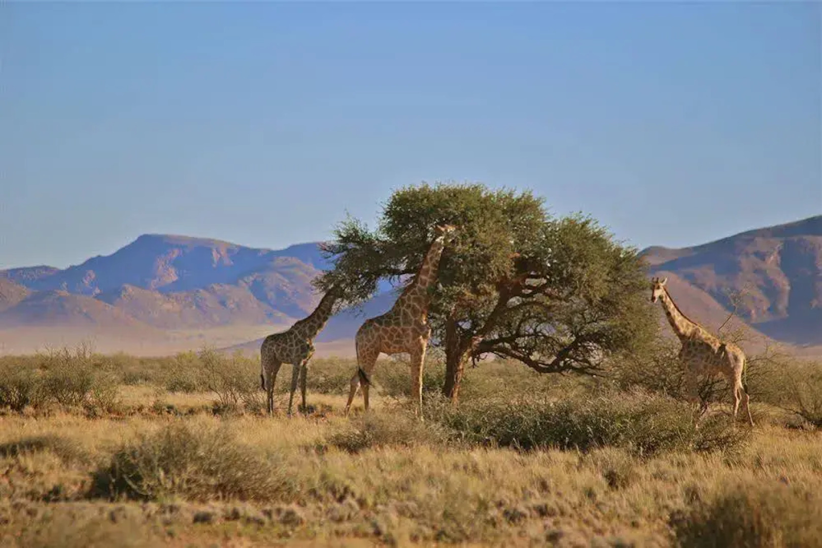 Weltevrede Guest Farm