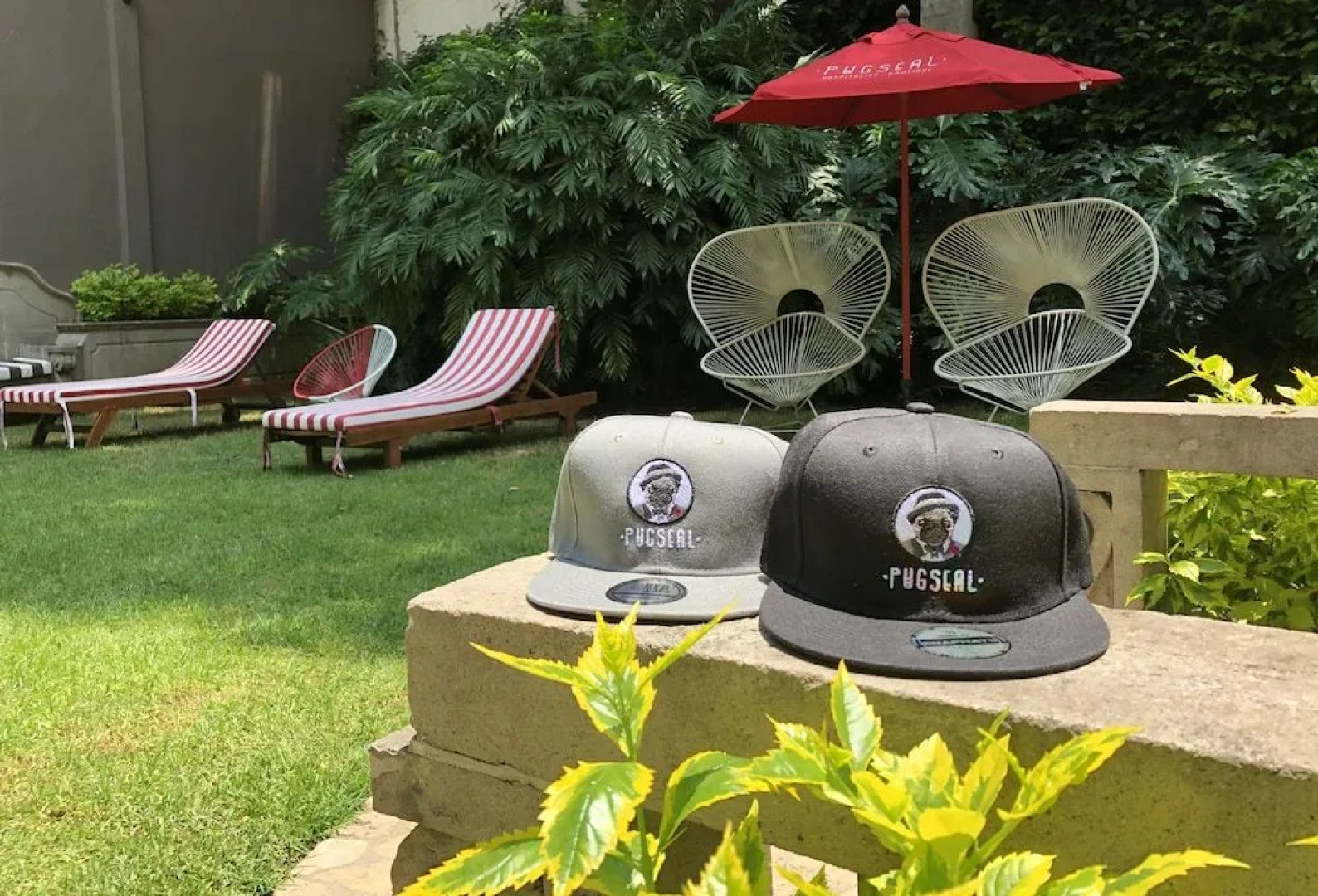 Pug Seal B&B Coyoacan