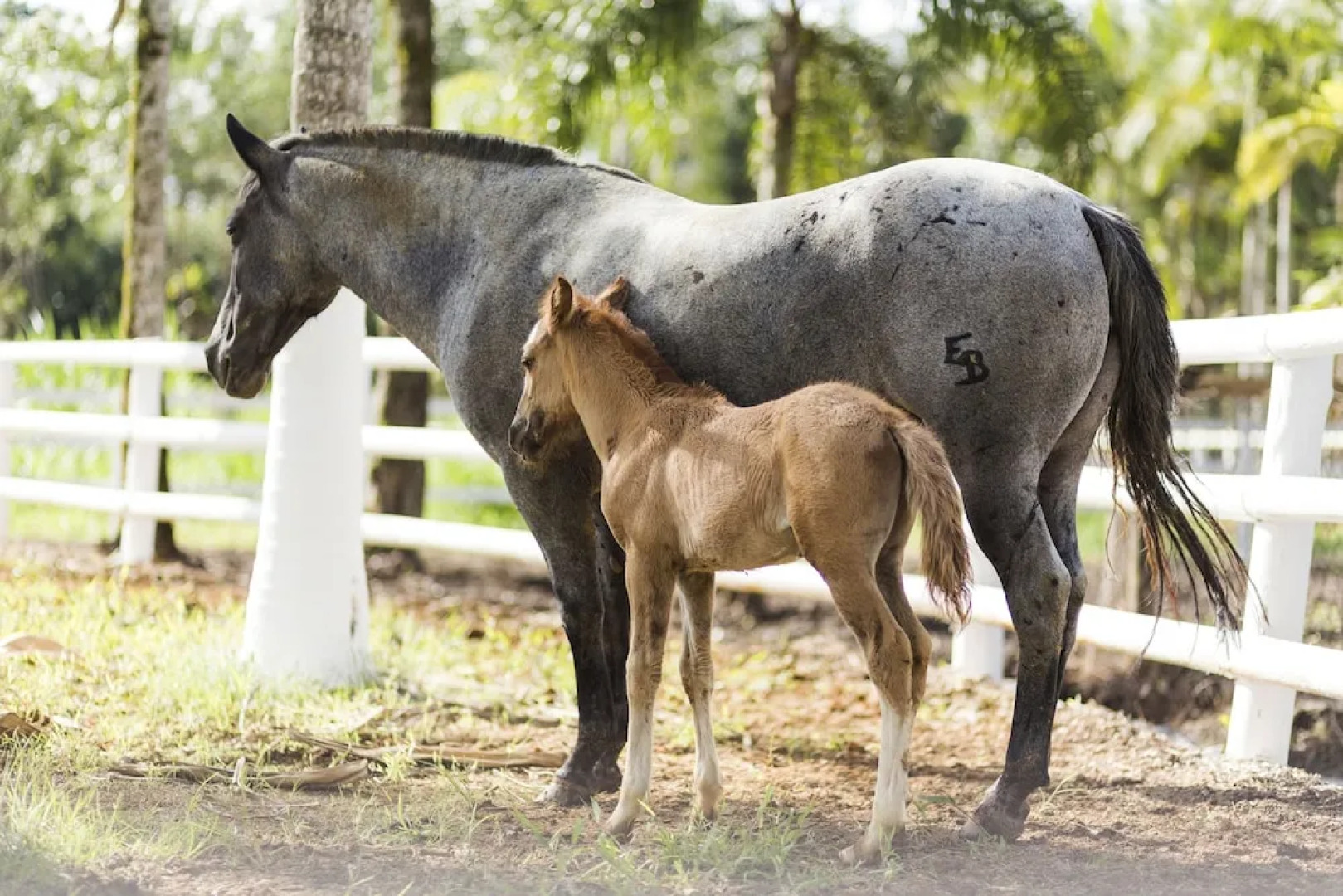 Pousada de Pesca e Lazer Camury