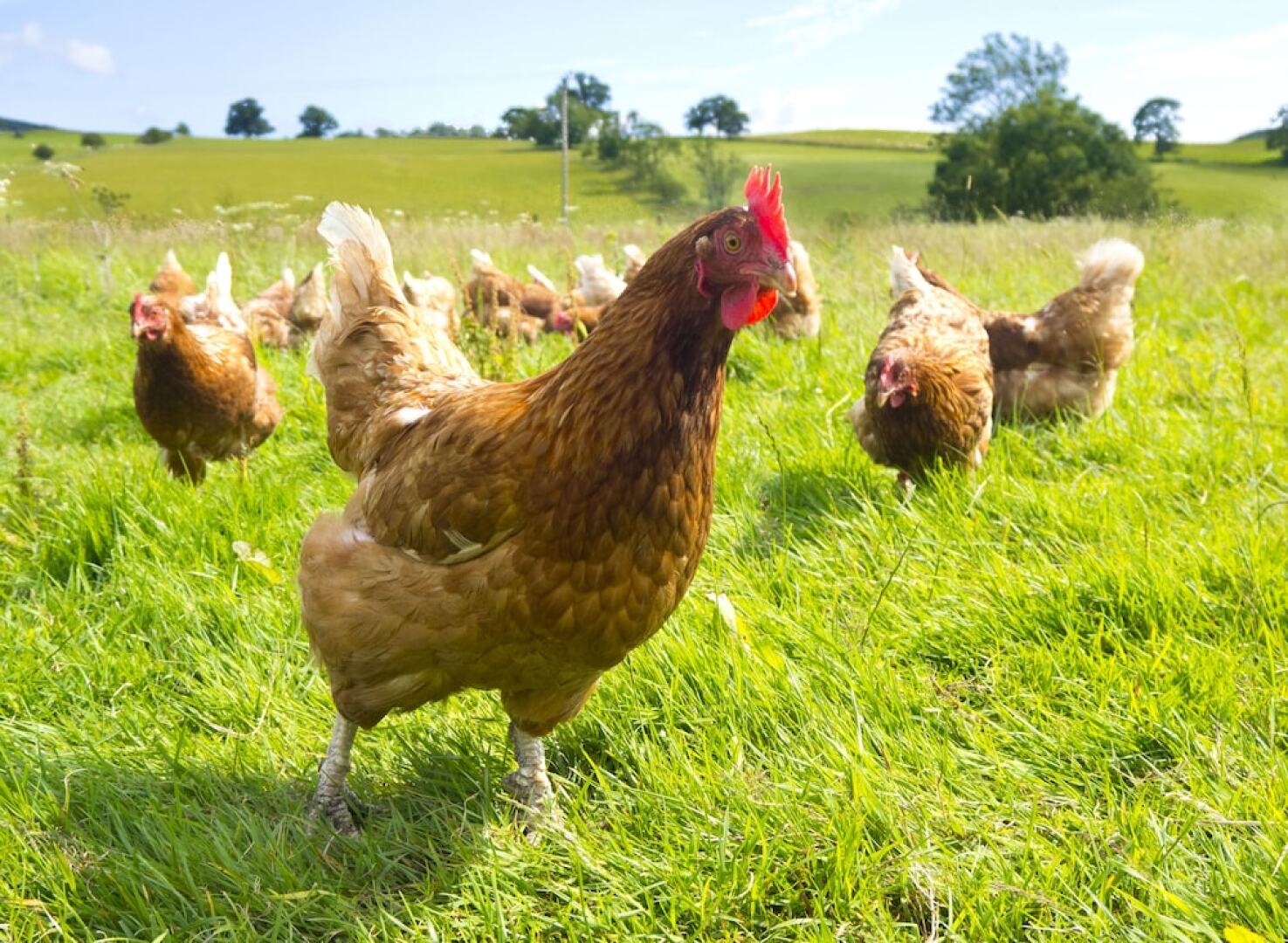 Highland Heather Lodges