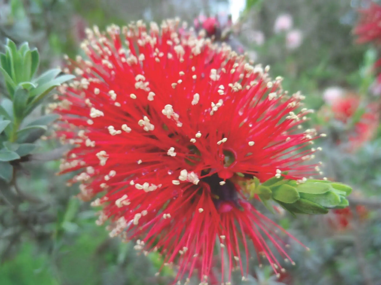 Tennessee Hill Chalets