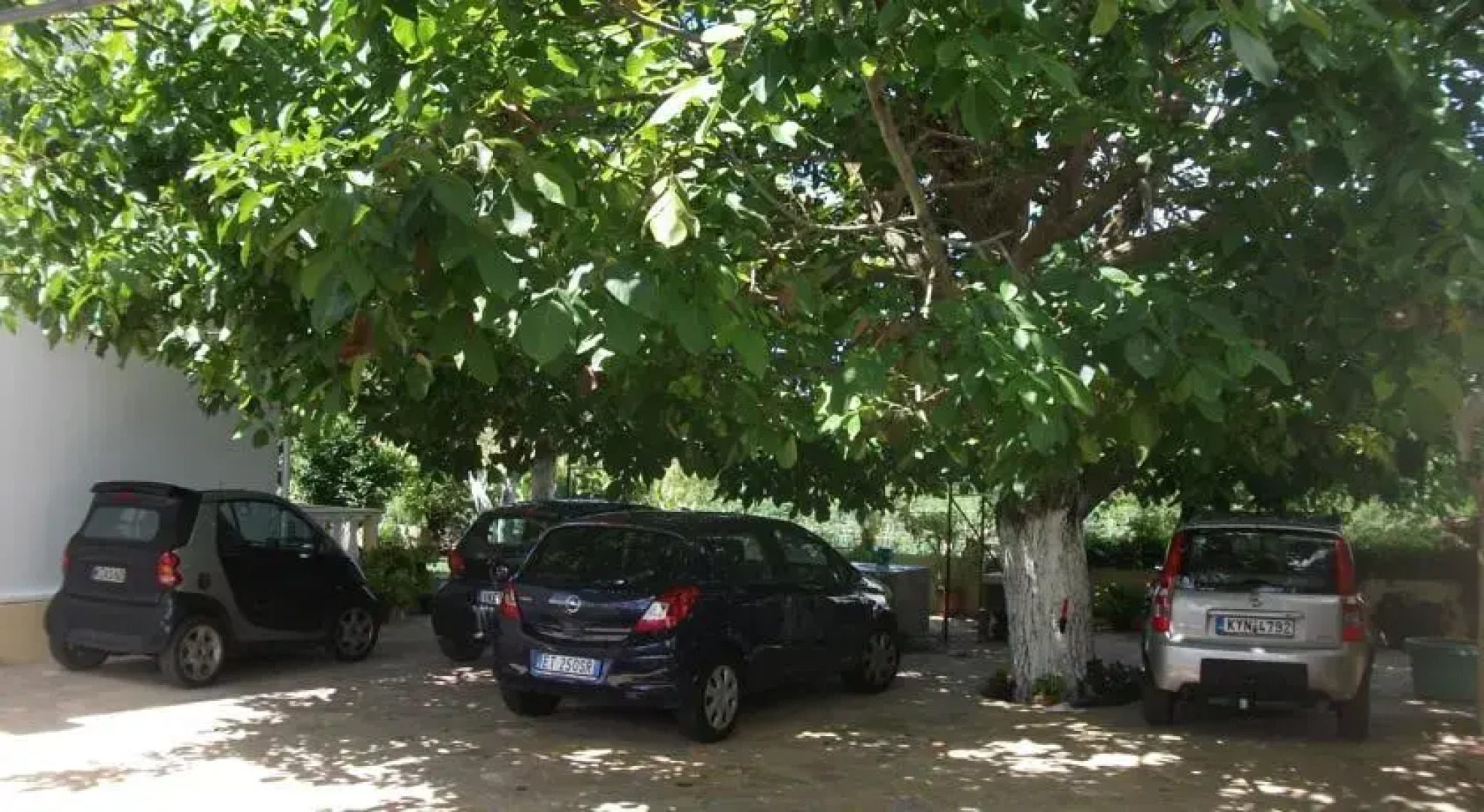 Alexandros Walnuttree Arillas Corfu