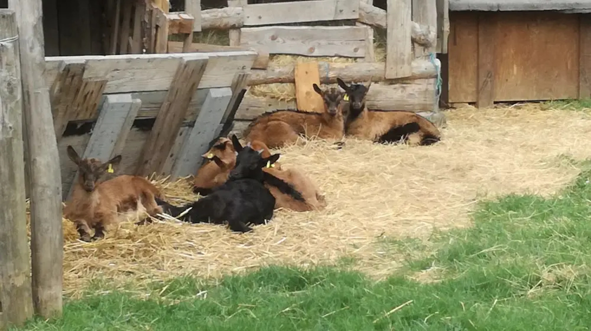 La Petite Ferme des Vitoz