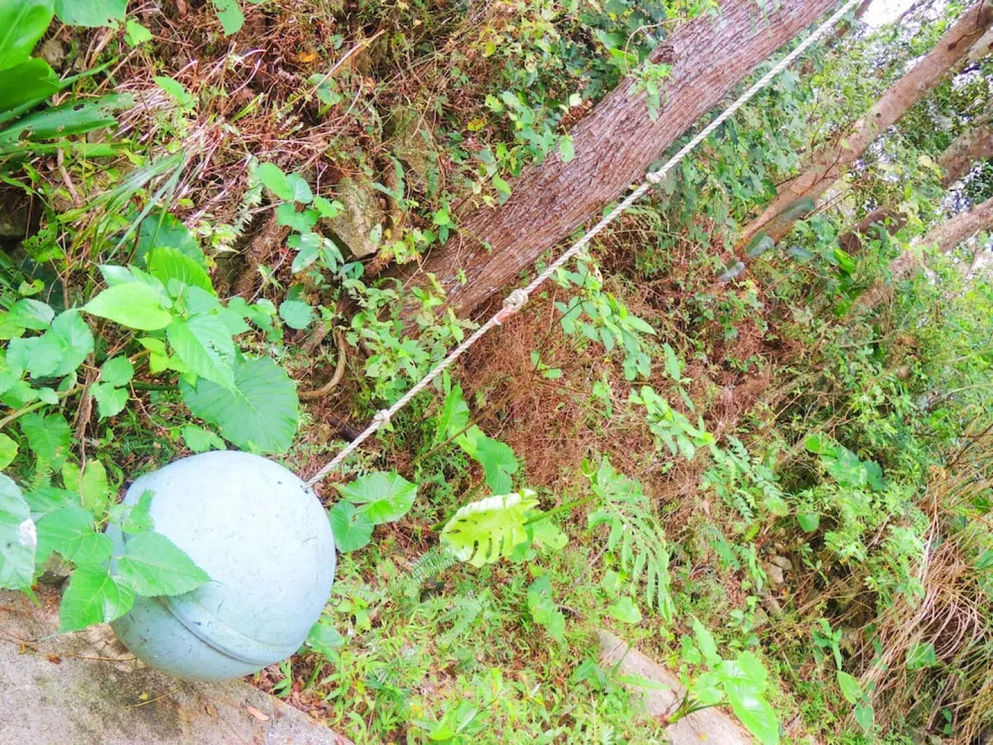 Minami no Yama no ie Cotenchi