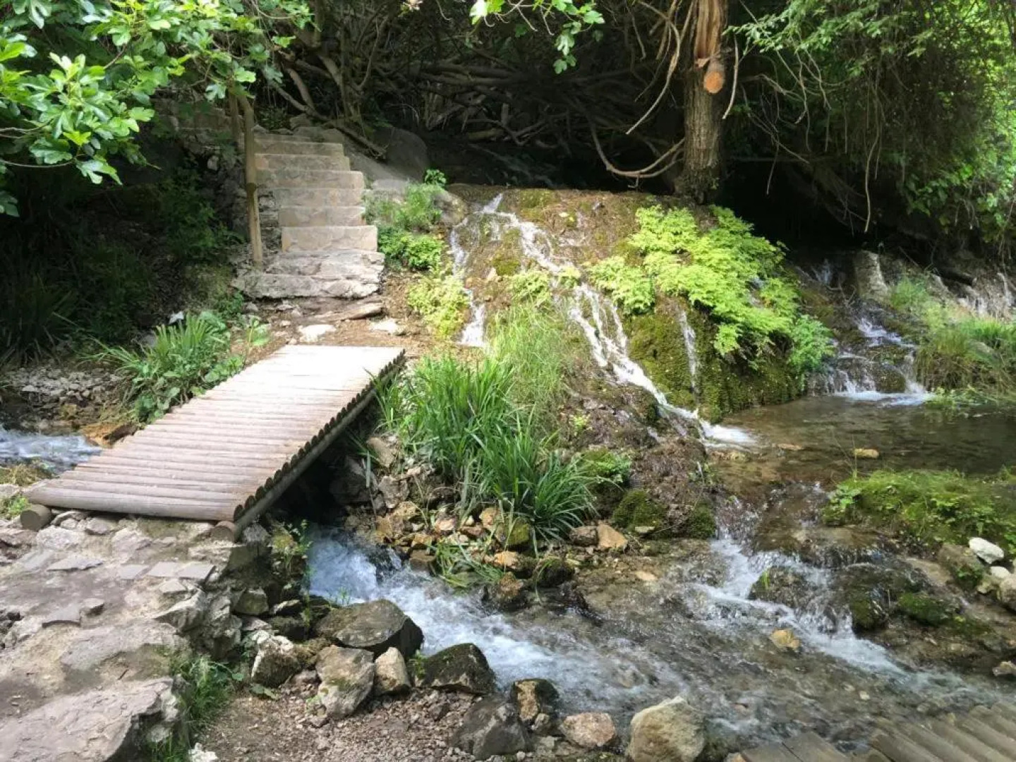 El Almendro de Fuentes Nuevas