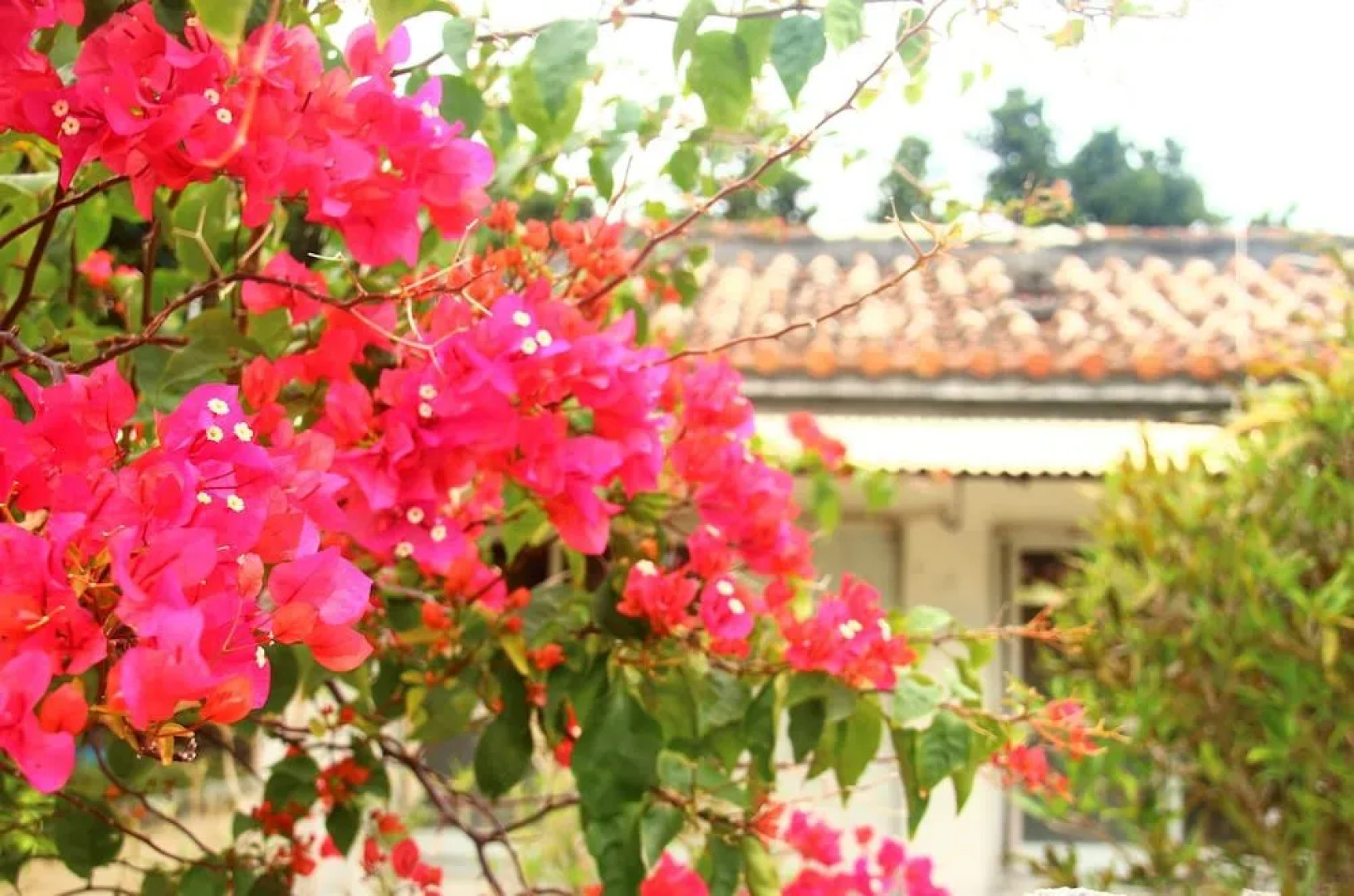 Okinawa Guest House P's House - Hostel