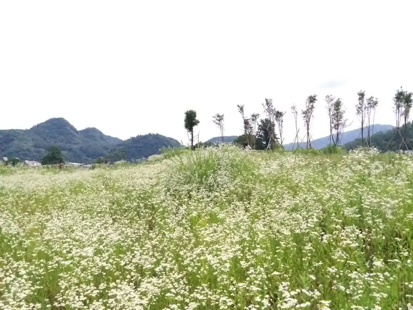 5 Yue Zhangjiajie Wulingyuan Branch