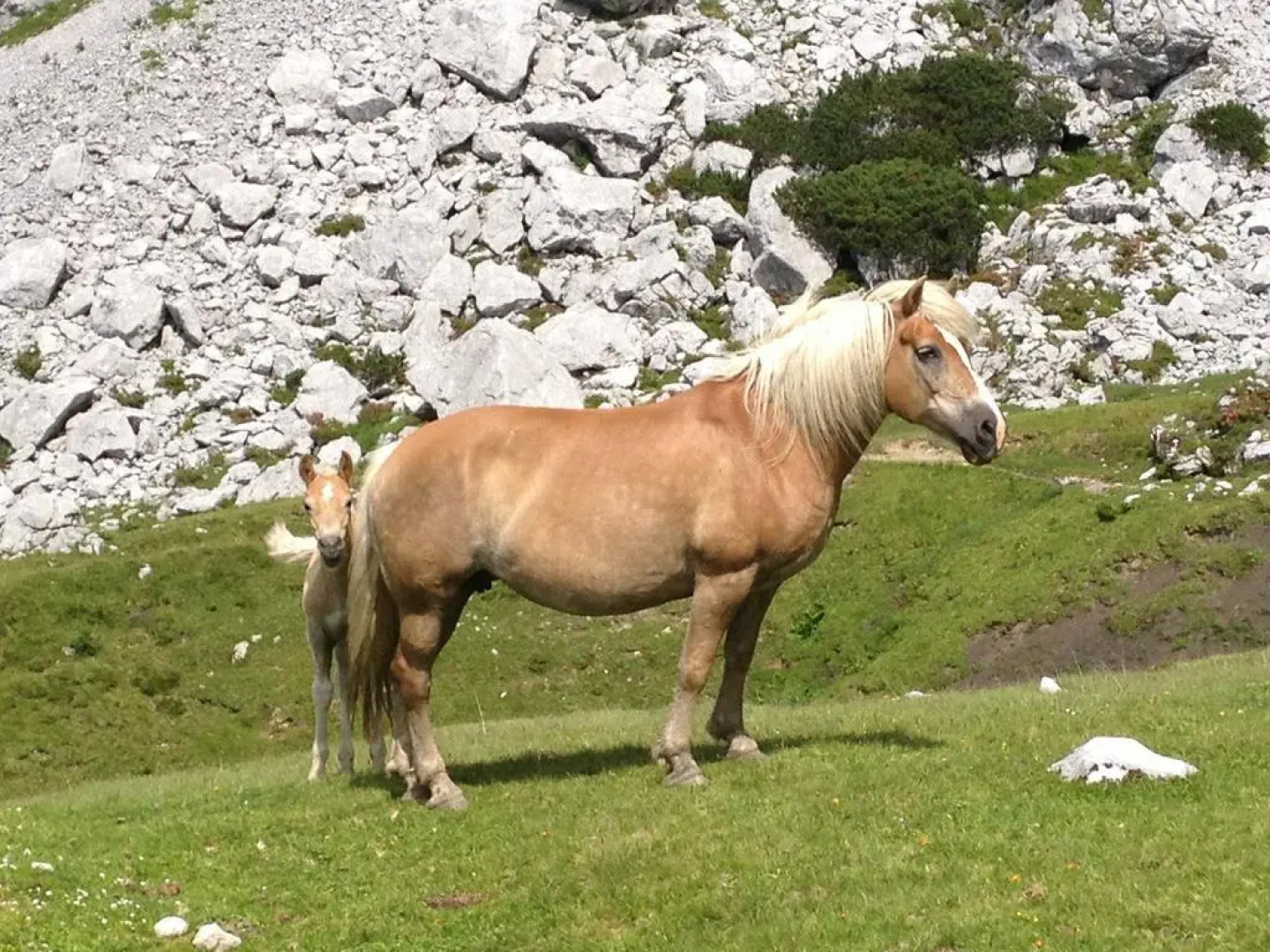 Appartement Resort Hanneshof