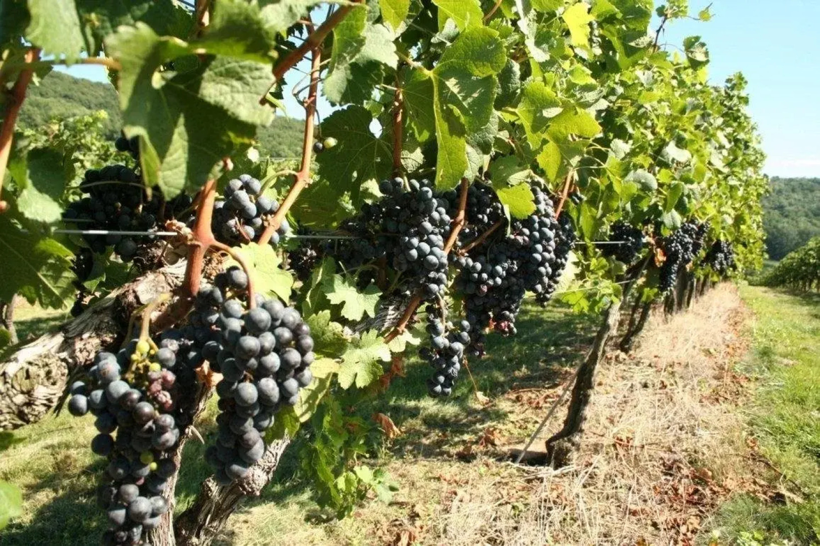 SpringHill Suites by Marriott Dulles Airport