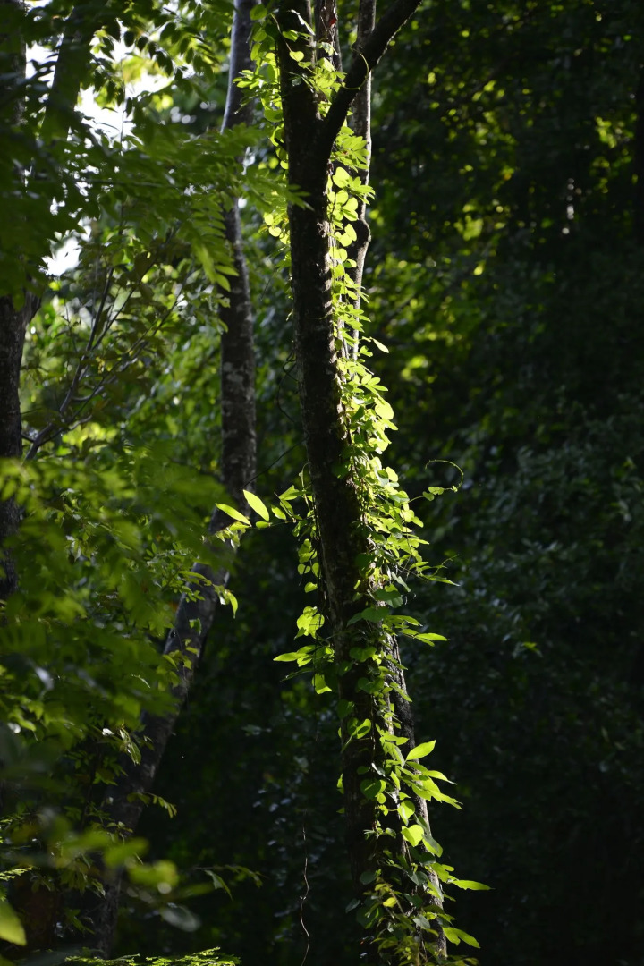 Mahagedara Wellness Retreat