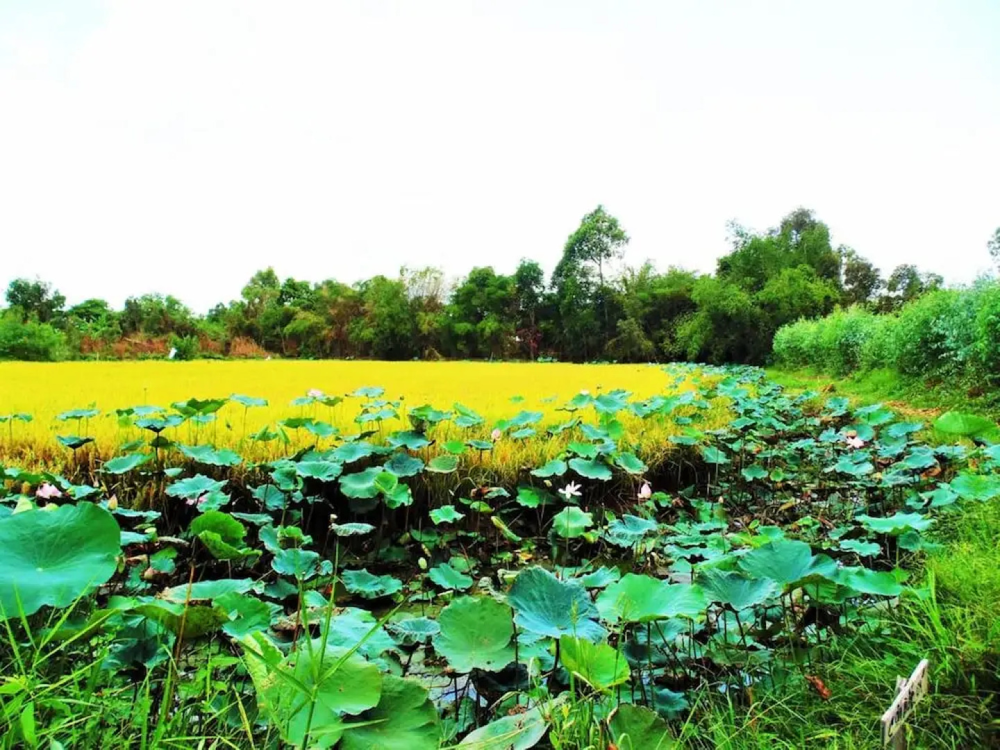 Hai Lua Homestay (Lotus Lake Homestay)