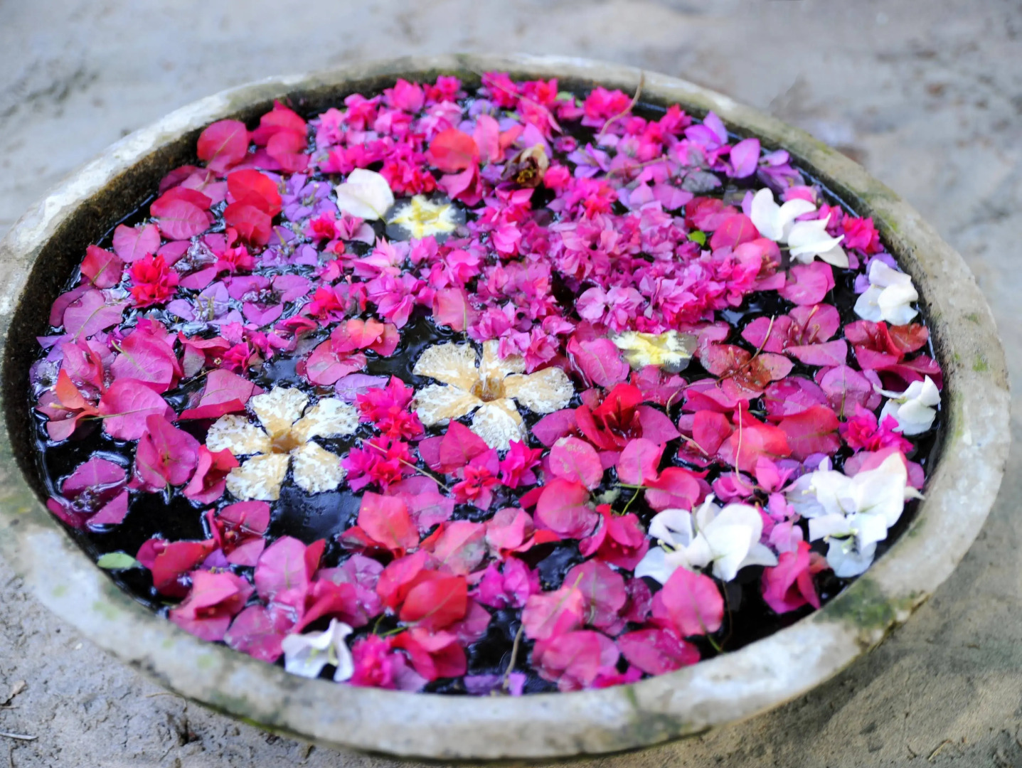 Palm Grove Beach Resort