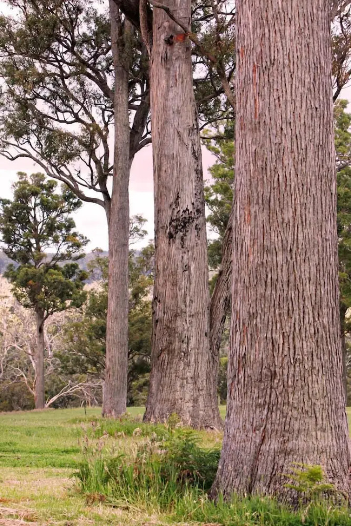 Scarlet Woods Chalets