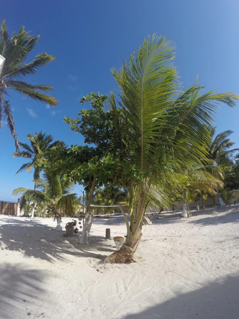 Caribbean Casa Blanca