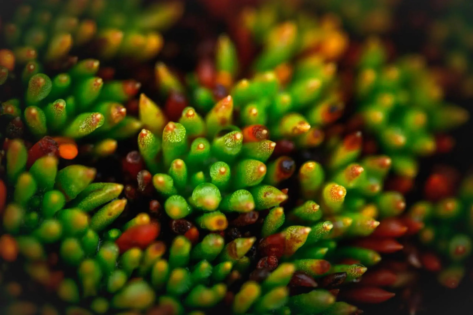 Absolute Oceanfront Bruny Island Secrets Retreat