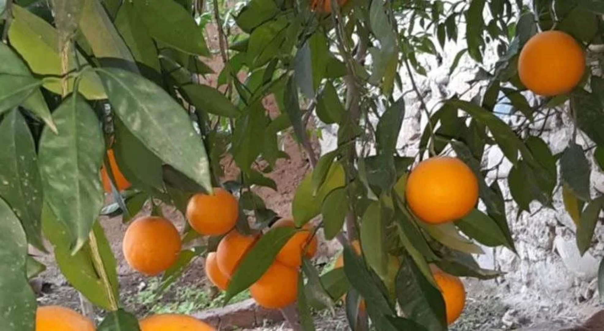 Dar Ben Abbou