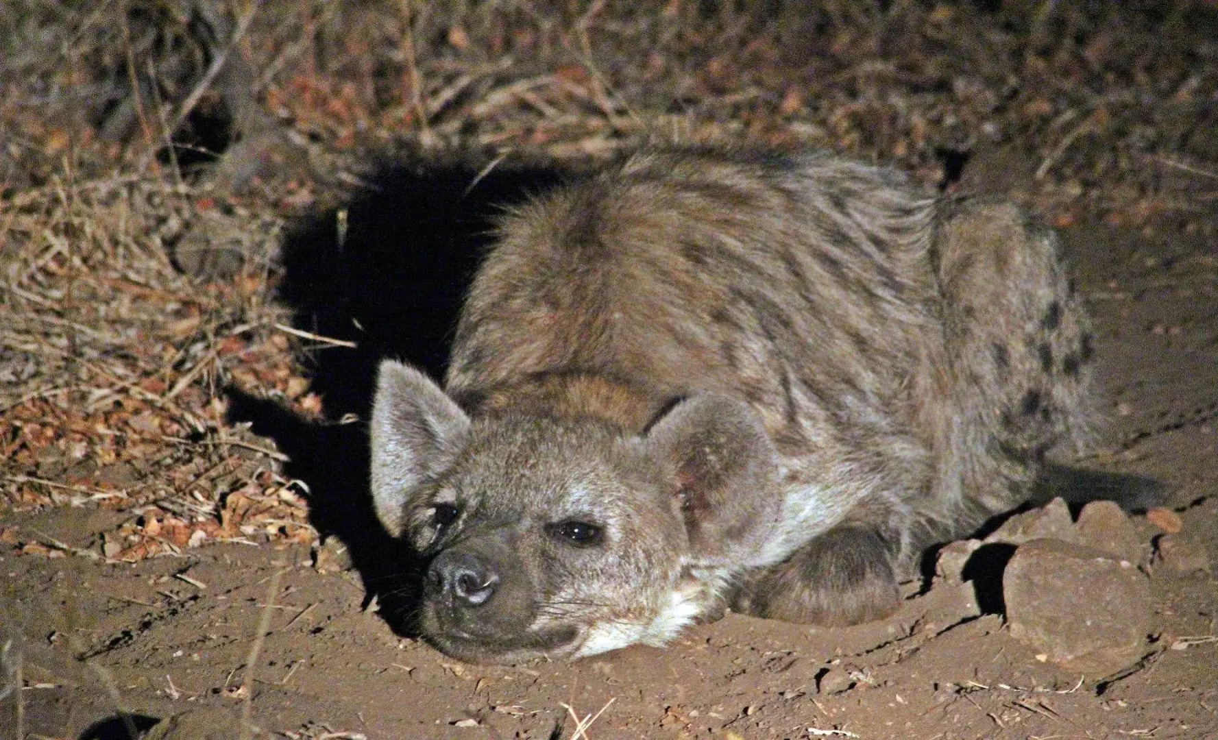 Roamers Rest Safari Lodge