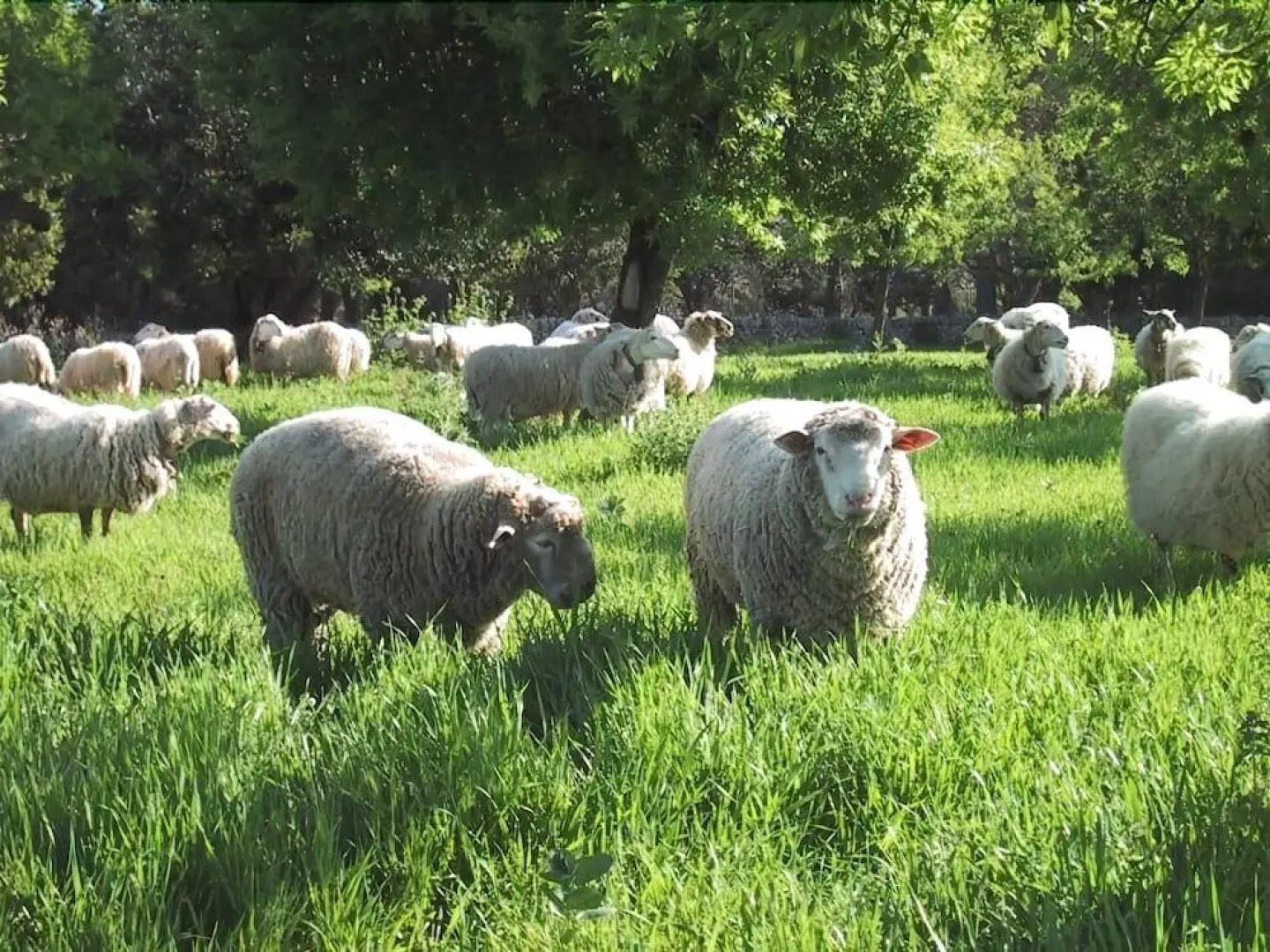 Agroturismo Es Molí de Son Maiol