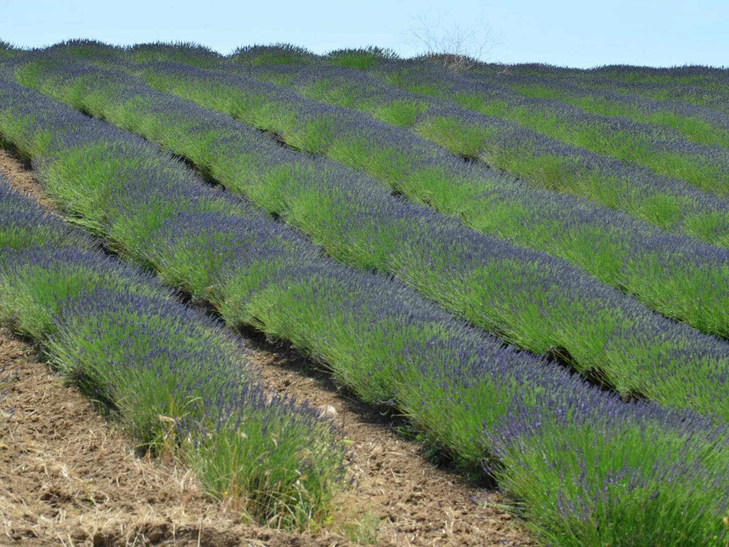 Farmhouse Near Montalto di Castro Beaches
