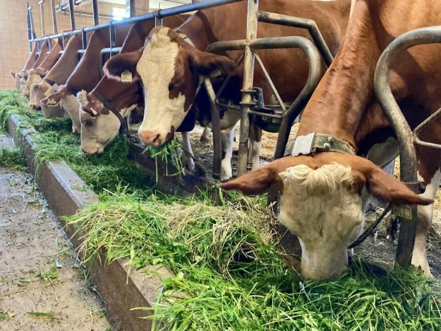 Ferienwohnung Angerlgut