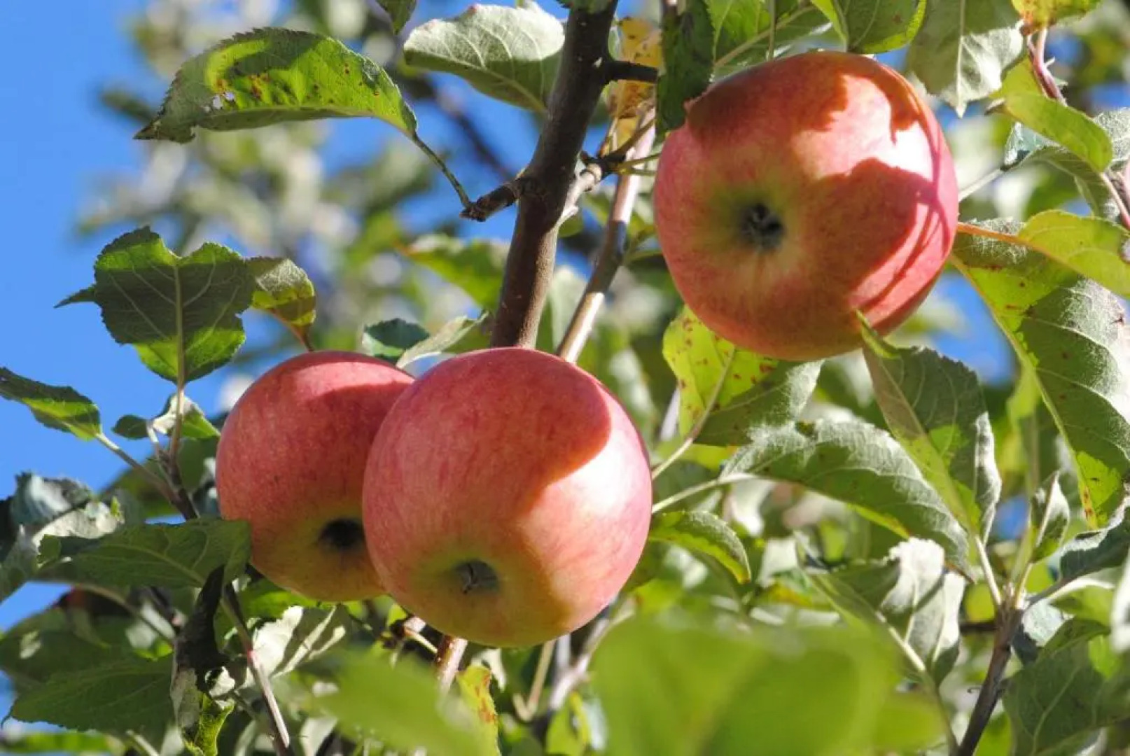 Hotel Garni Ferienhof