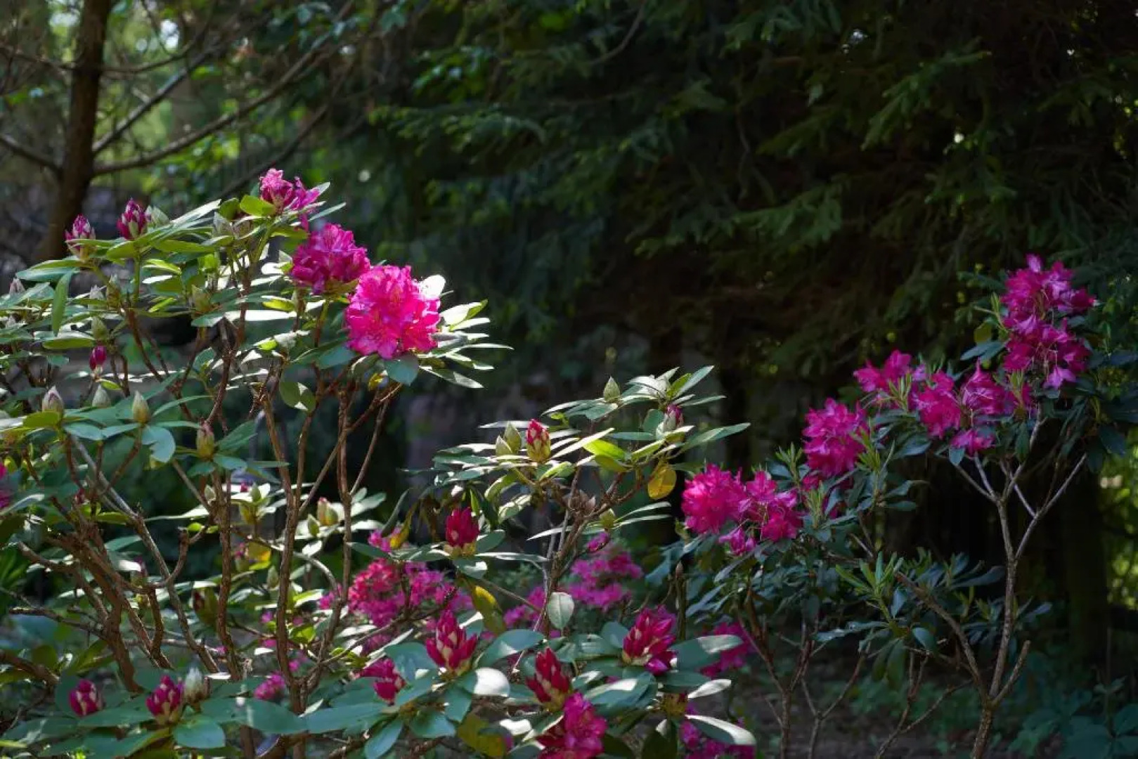 Dobra Chata Jaśkowo