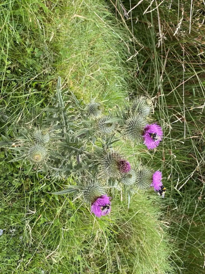 The Warren , Langholm