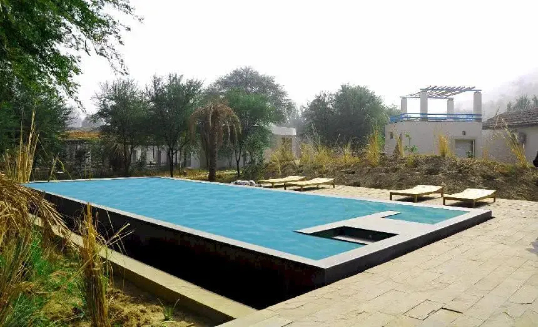 Trees N Tiger Sariska