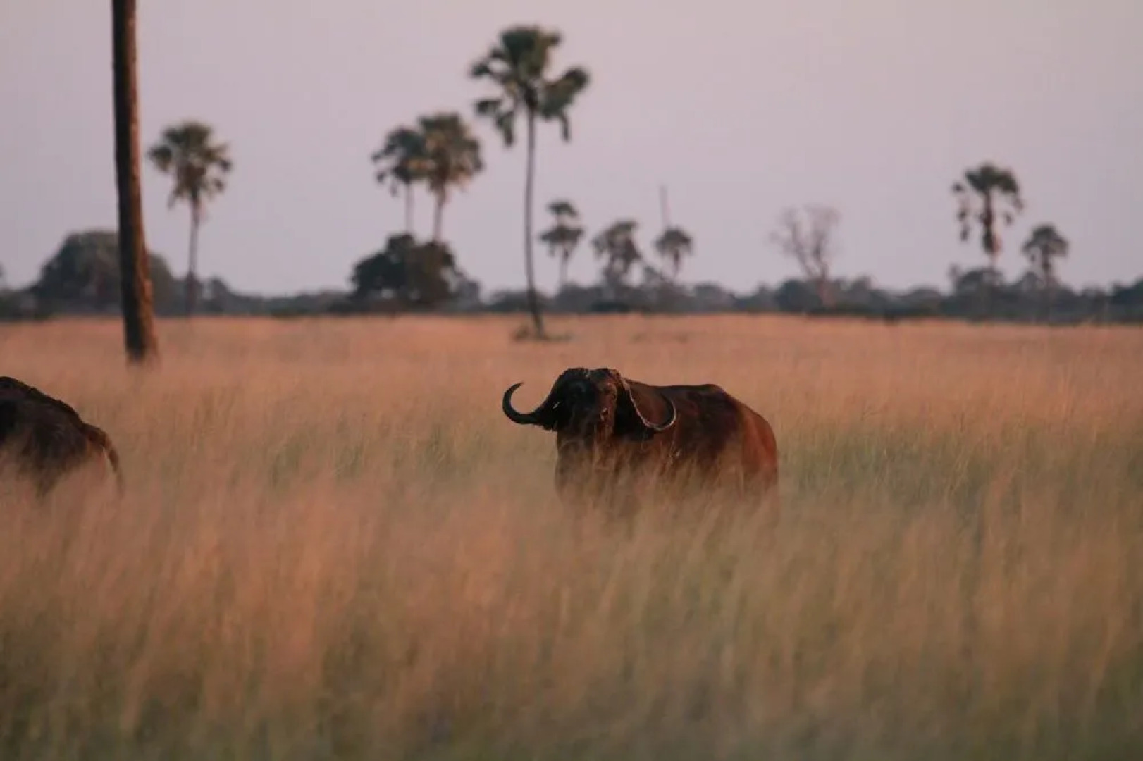 The Hide Safari Camp