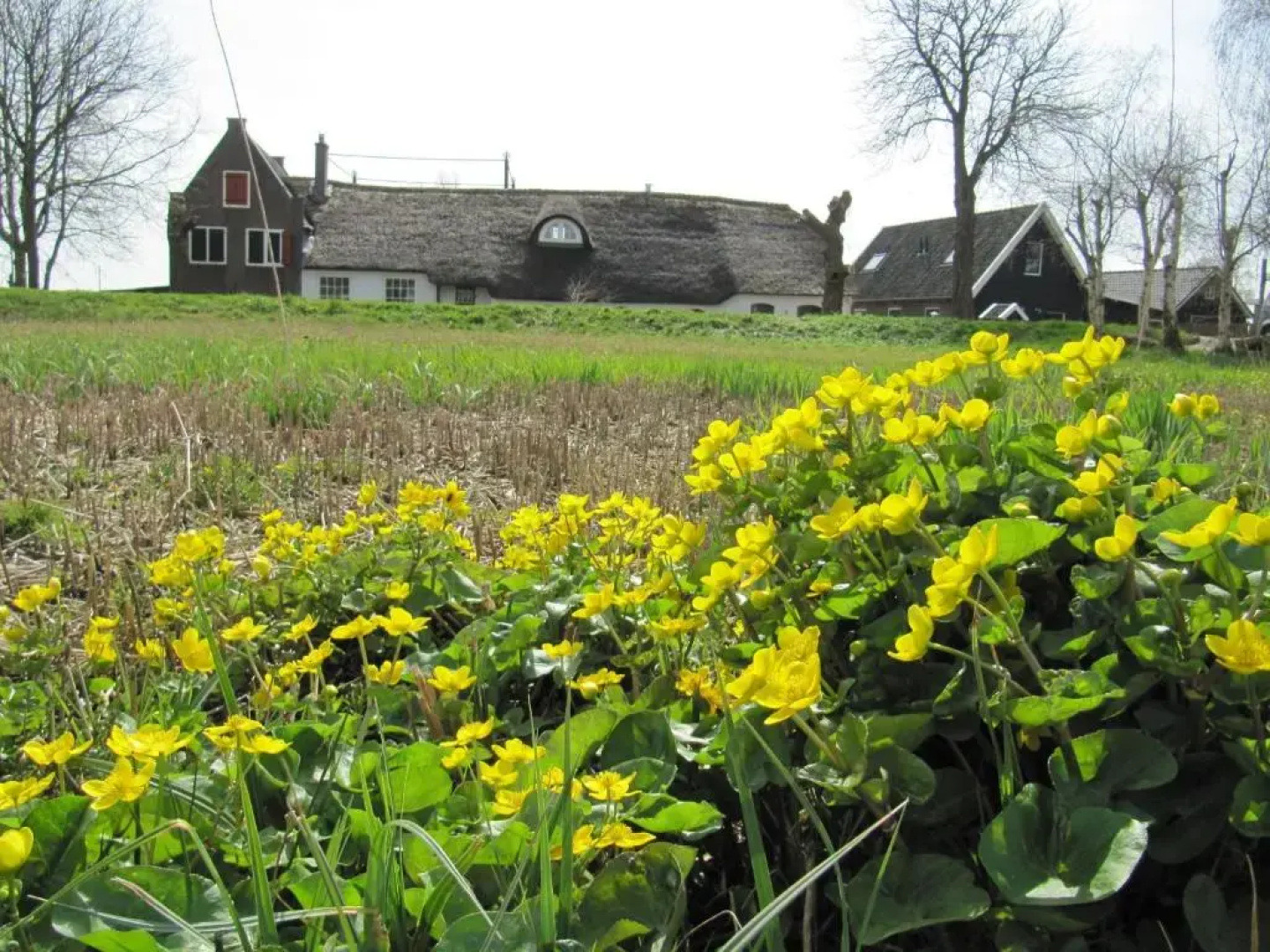 Boerderij Honswijck