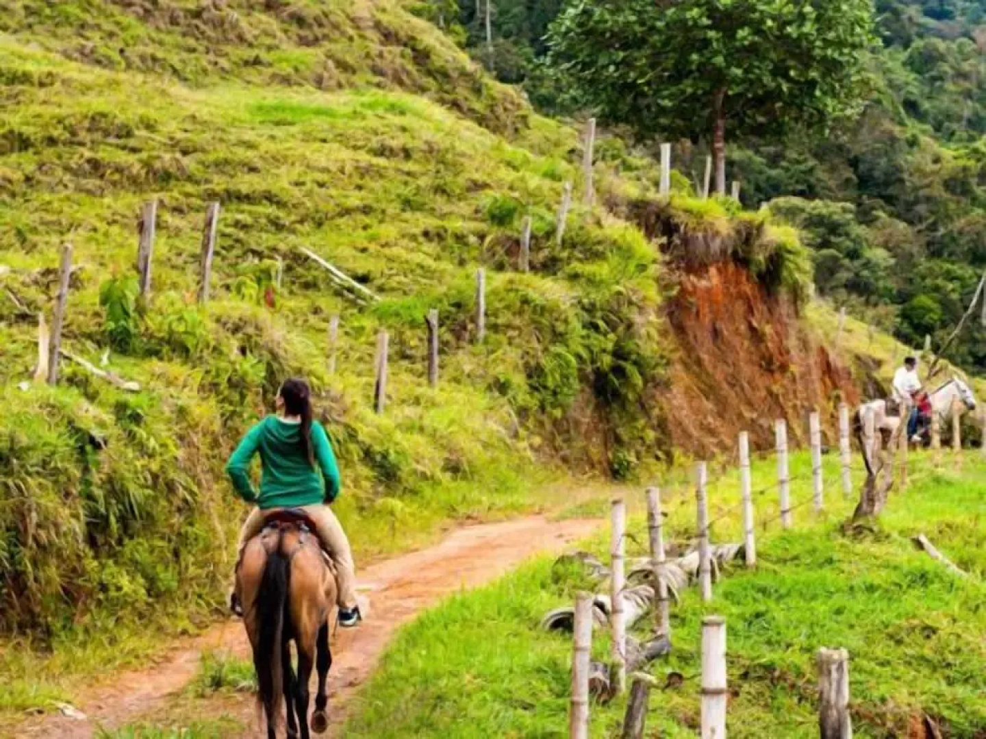 EcoLife Calima