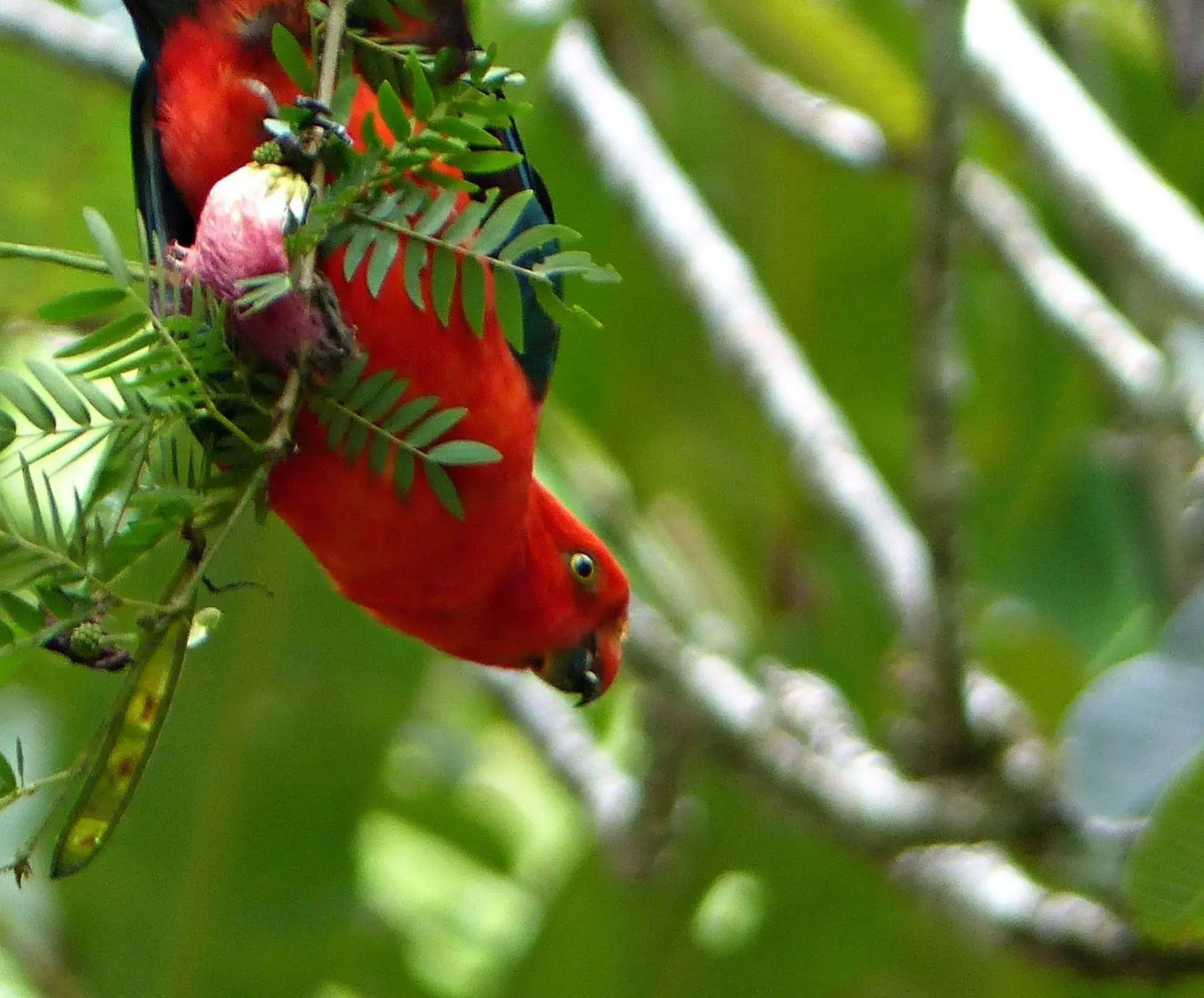 Daintree Valley Haven