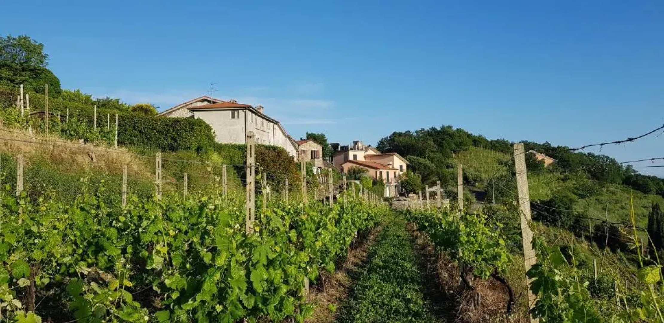 Casale In Vigna, CinqueTerreCoast