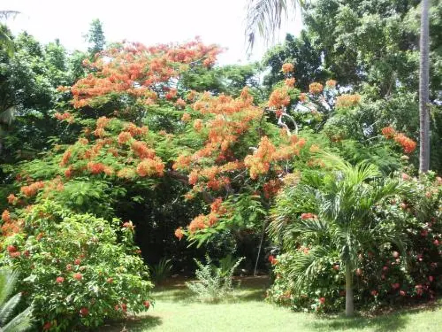 Tropical Garden