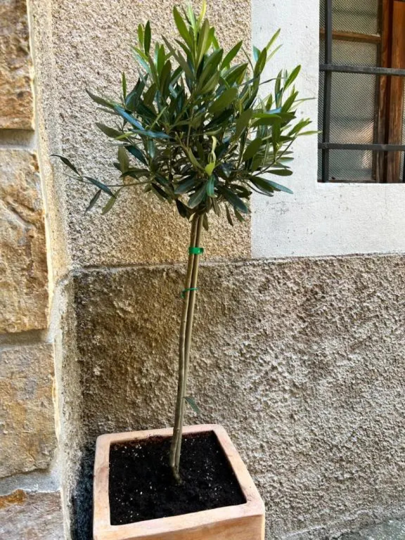 SeaYou!***Charming 1-bedroom rental unit in the old city center of Cres